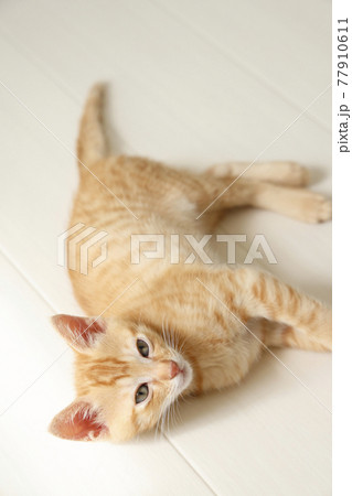 ねこちゃん親子の日常風景 ねこちゃん親子の日常風景 77910611