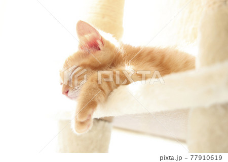 ねこちゃん親子の日常風景 ねこちゃん親子の日常風景 77910619