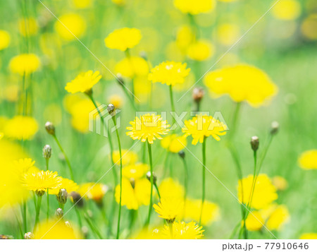 一面に咲くブタナの花 77910646