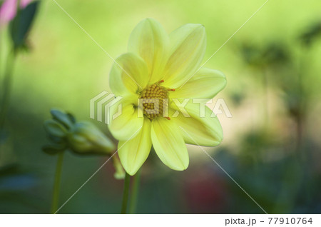 黄色いダリアの花が咲いています。 77910764