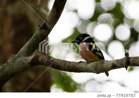 Beautiful birds in the tropical forests of Thailand. Beautiful birds in the tropical forests of Thailand. 77910787