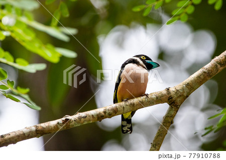 Beautiful birds in the tropical forests of Thailand. 77910788