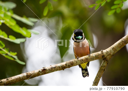 Beautiful birds in the tropical forests of Thailand. 77910790