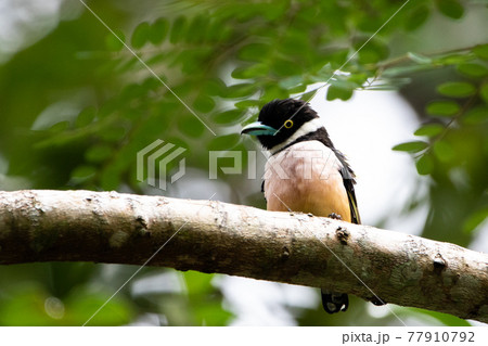 Beautiful birds in the tropical forests of Thailand. Beautiful birds in the tropical forests of Thailand. 77910792