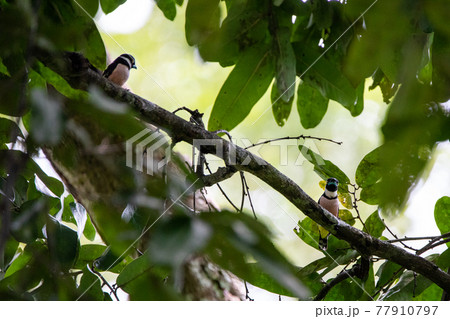 Beautiful birds in the tropical forests of Thailand. Beautiful birds in the tropical forests of Thailand. 77910797