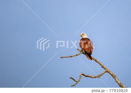 Beautiful birds in the tropical forests of Thailand. Beautiful birds in the tropical forests of Thailand. 77910820