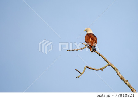 Beautiful birds in the tropical forests of Thailand. Beautiful birds in the tropical forests of Thailand. 77910821