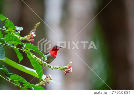 Beautiful birds in the tropical forests of Thailand. 77910854