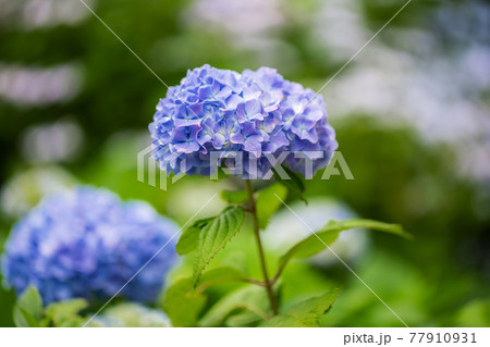紫陽花 77910931