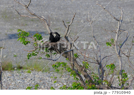 カラスの巣 77910940