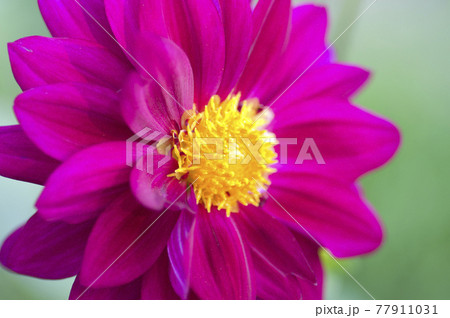 赤紫色のダリアの花が咲いています。 77911031