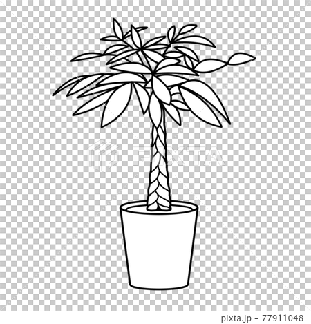 觀葉植物的單色插圖，pachira 77911048