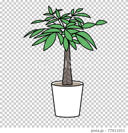 観葉植物 パキラのカラーイラストのイラスト素材