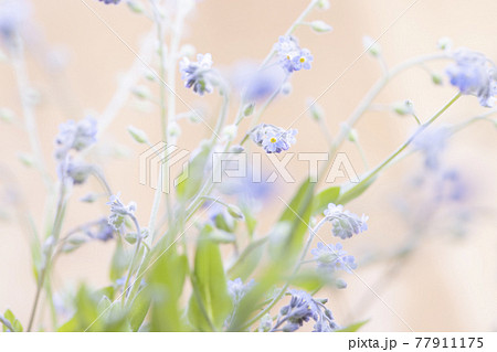ノハラムラサキ -Myosotis arvensis- ノハラムラサキ -Myosotis arvensis- 77911175