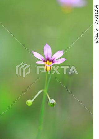 可憐な庭石菖(ニワゼキショウ)の花 可憐な庭石菖(ニワゼキショウ)の花 77911206