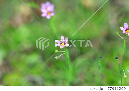 可憐な庭石菖(ニワゼキショウ)の花 可憐な庭石菖(ニワゼキショウ)の花 77911209