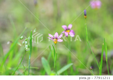 可憐な庭石菖(ニワゼキショウ)の花 可憐な庭石菖(ニワゼキショウ)の花 77911211