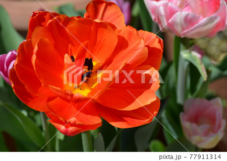 満開のチューリップ 77911314