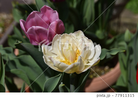 満開のチューリップ 77911315