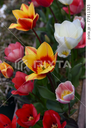 満開のチューリップ 77911325