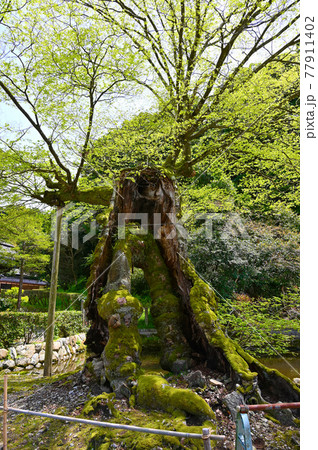 小田中古墳群の風景 中能登町 小田中古墳群の風景 中能登町 77911402