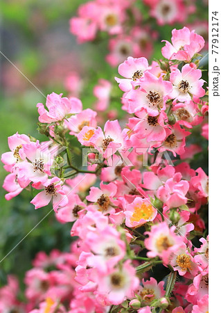 可憐なミニバラ 77912174