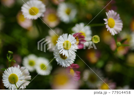 エリゲロン 源平小菊 の写真素材