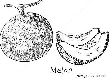 メロン ペン画 白黒 ベクターのイラスト素材