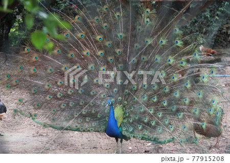 Brazilian Wild Peacock Stock Photo 1160320519