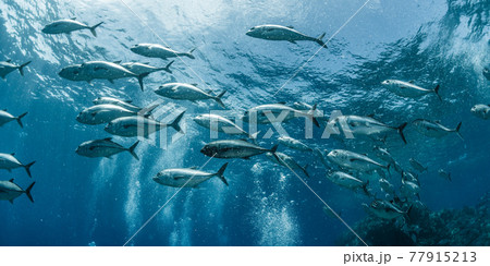 ギンガメアジ ギンガメアジ 77915213