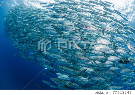 ギンガメアジ 77915248