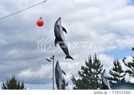 石川県のとじま水族館のイルカショー 77915300