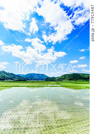 兵庫県・丹波篠山の田園風景 77915487