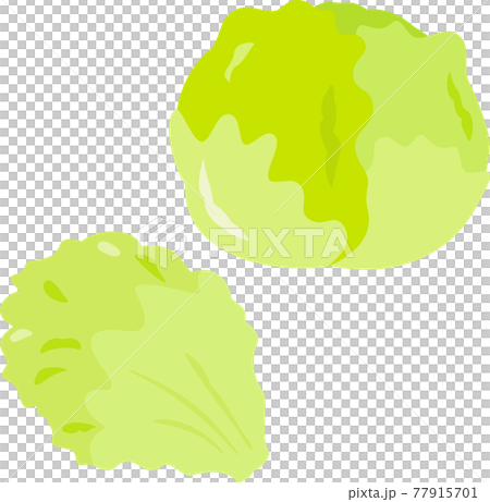 Ball lettuce Ball lettuce 77915701