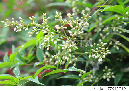 白い南天 ナンテン の花の写真素材