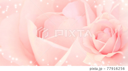 Blurred horizontal background with rose of pink color Blurred horizontal background with rose of pink color 77916256