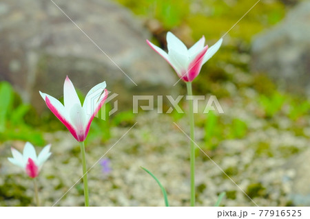 チューリップ 77916525