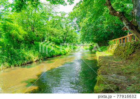 夏の忍野村の風景　【山梨県】 77916632