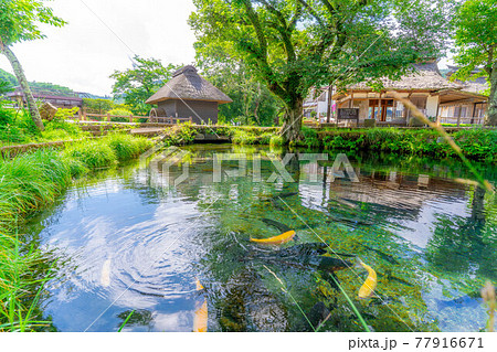 夏の忍野村の風景　【山梨県】 77916671