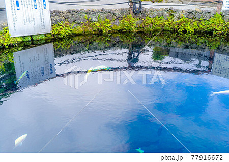 夏の忍野村の風景　【山梨県】 77916672