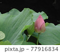 蓮のつぼみ 77916834