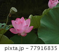 蓮の花 77916835