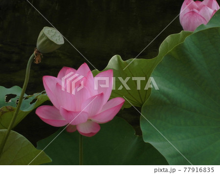 蓮の花 蓮の花 77916835