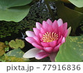 ピンクの睡蓮の花のアップ 77916836