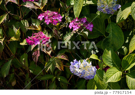 はなやかに大輪の花、のびやかに小輪の花 77917154