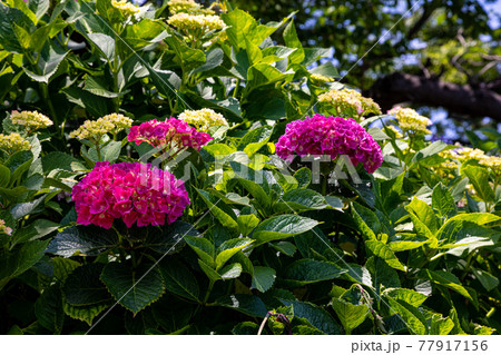 はなやかに大輪の花、のびやかに小輪の花 77917156