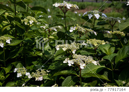 はなやかに大輪の花、のびやかに小輪の花 77917164