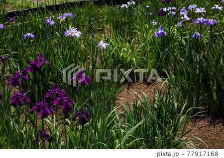 はなやかに大輪の花、のびやかに小輪の花 77917168