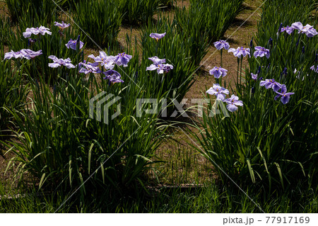 はなやかに大輪の花、のびやかに小輪の花 77917169