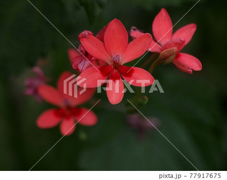 日かげに咲いた赤いヒメヒオウギの花と蕾 日かげに咲いた赤いヒメヒオウギの花と蕾 77917675